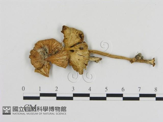 登錄號:F0017008藏品圖，第1張