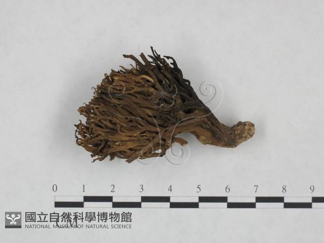 登錄號:F0025008藏品圖，第1張