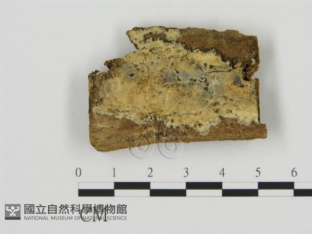 登錄號:F0005008藏品圖，第1張