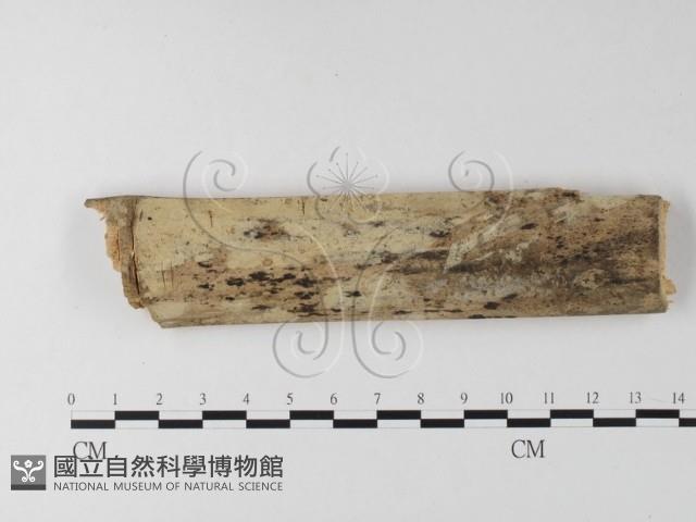 登錄號:F0009008藏品圖，第1張