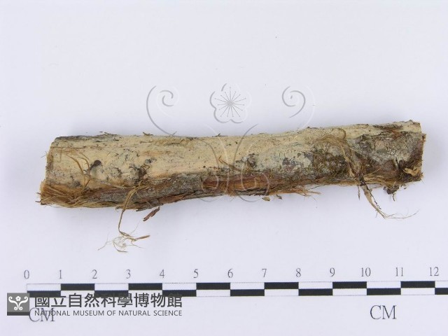 登錄號:F0003008藏品圖，第1張