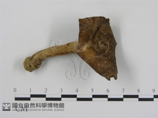 登錄號:F0013008藏品圖，第1張