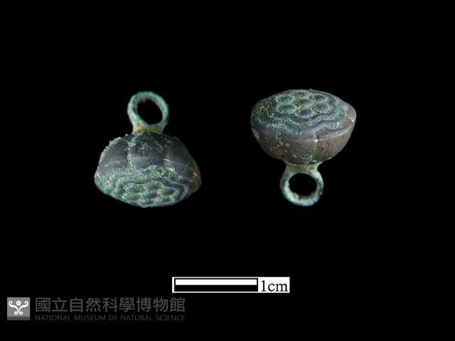 鈕子藏品圖，第3張