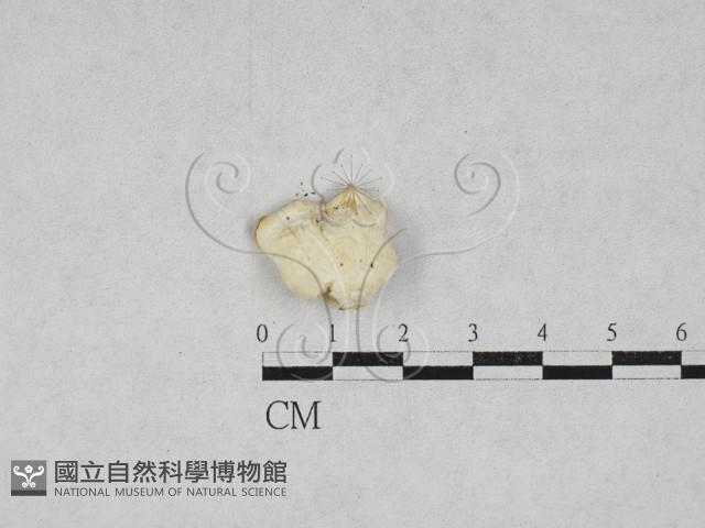 登錄號:F0028308藏品圖，第1張