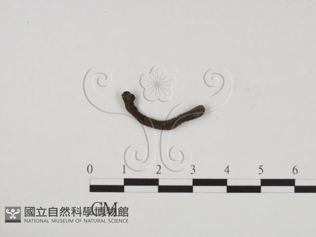 炭角菌屬藏品圖，第1張