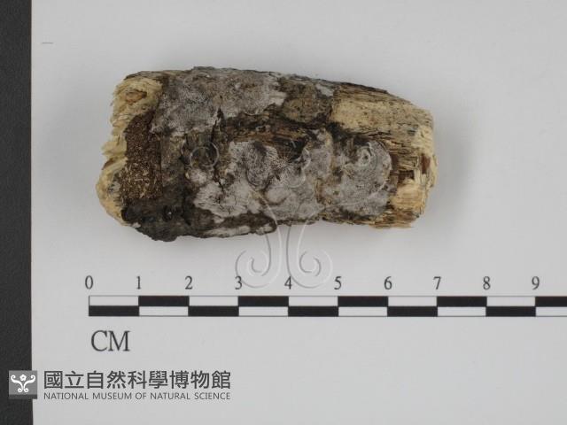登錄號:F0000308藏品圖，第1張