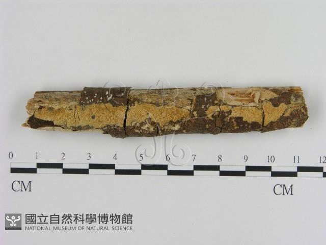 登錄號:F0010308藏品圖，第1張