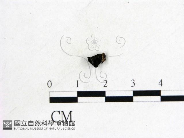 登錄號:F0011308藏品圖，第1張