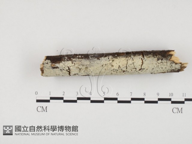 登錄號:F0004308藏品圖，第1張