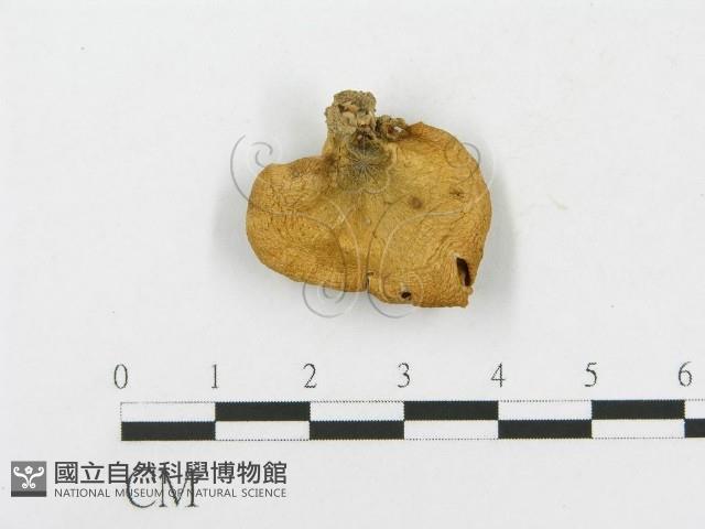 登錄號:F0014308藏品圖，第1張