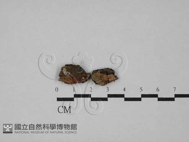 登錄號:F0029308藏品圖，第1張