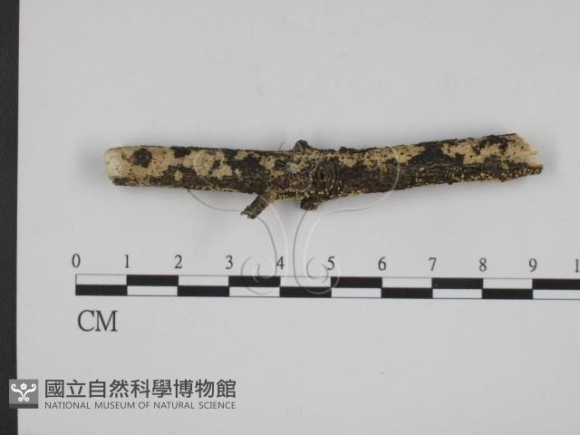 登錄號:F0003308藏品圖，第1張