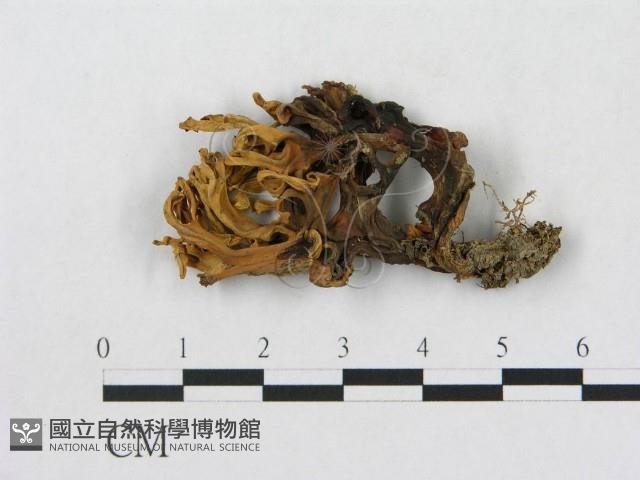 登錄號:F0013308藏品圖，第1張