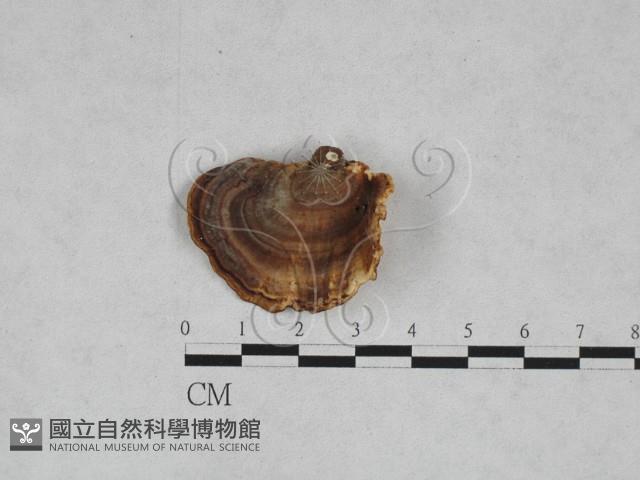 相鄰小孔菌藏品圖，第1張