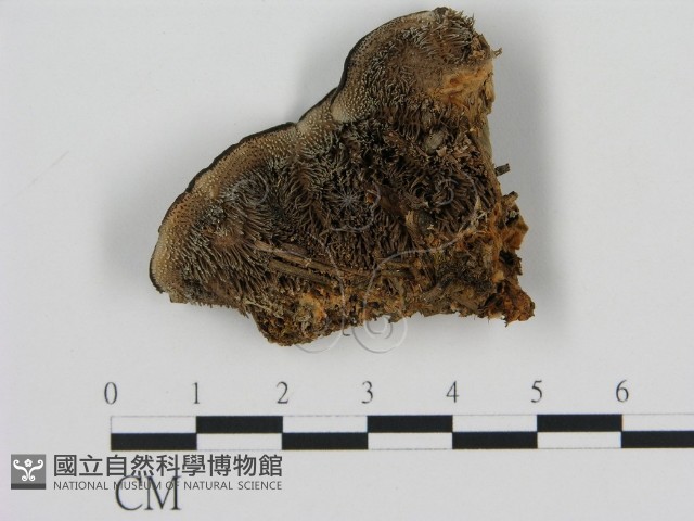 登錄號:F0008218藏品圖，第1張