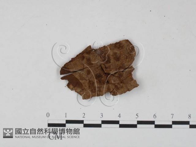 登錄號:F0006218藏品圖，第1張