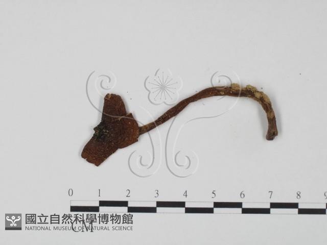 登錄號:F0011218藏品圖，第1張