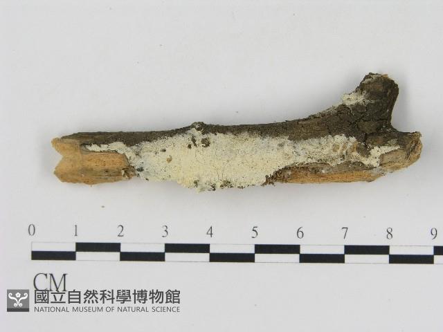 絲齒菌屬藏品圖，第1張