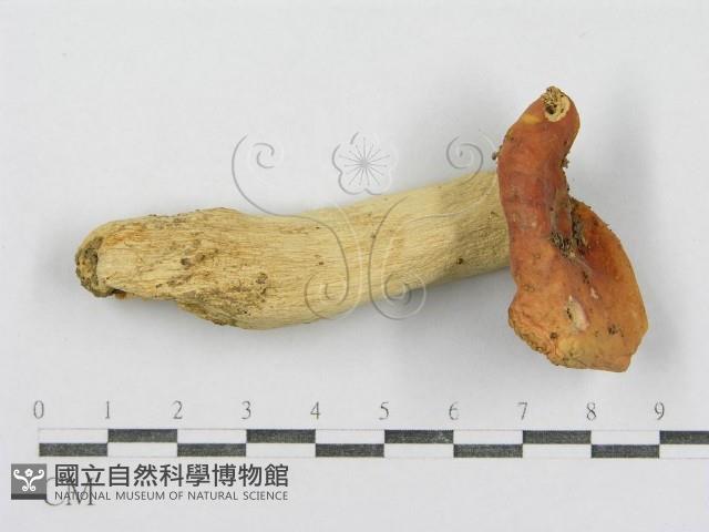 紅菇屬藏品圖，第1張