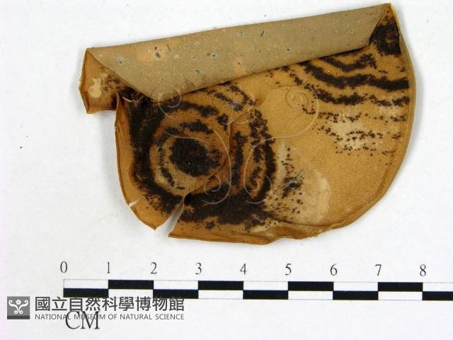 登錄號:F0002218藏品圖，第1張