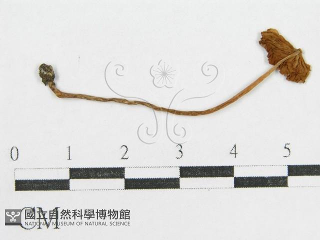 登錄號:F0017218藏品圖，第1張