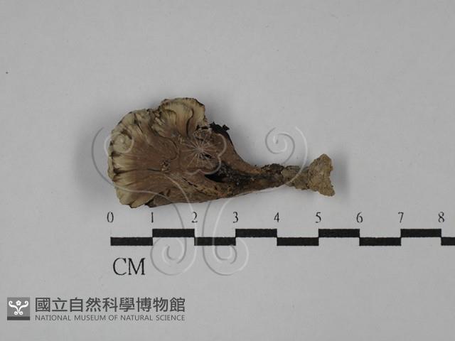 棕色革菌藏品圖，第1張