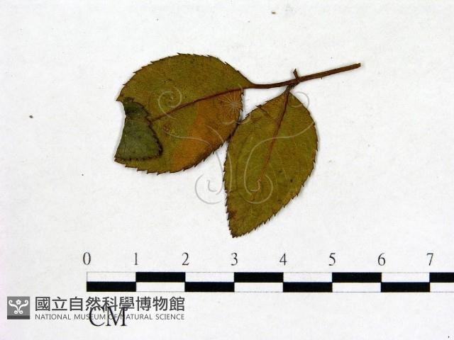 登錄號:F0019218藏品圖，第1張