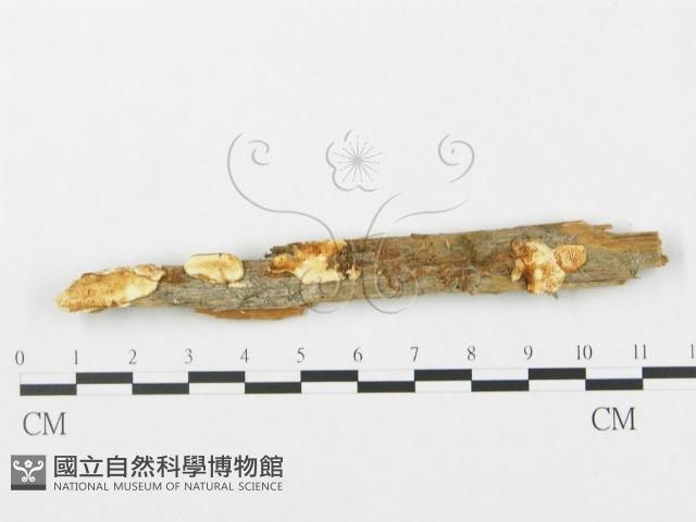 登錄號:F0009618藏品圖，第1張