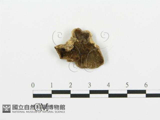 煙管菌藏品圖，第1張