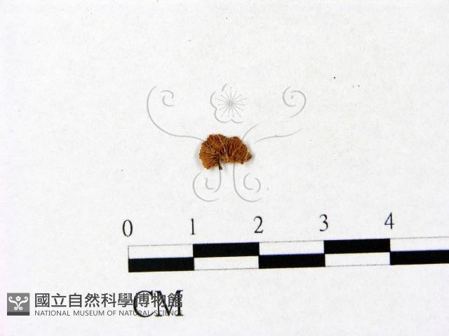 登錄號:F0005418藏品圖，第1張