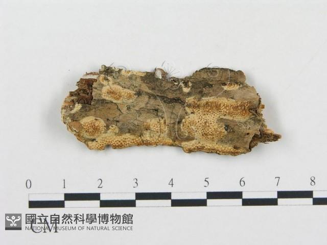 登錄號:F0009418藏品圖，第1張