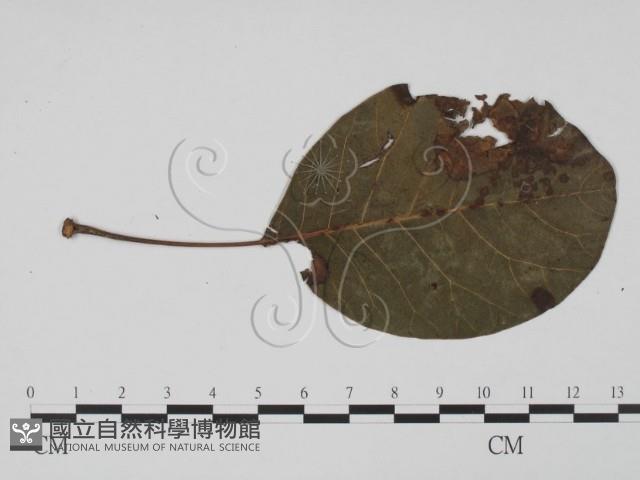 登錄號:F0019418藏品圖，第1張