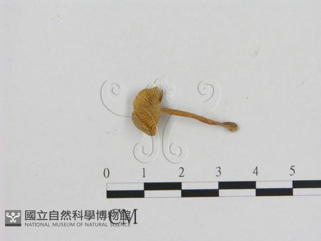 小菇屬藏品圖，第1張