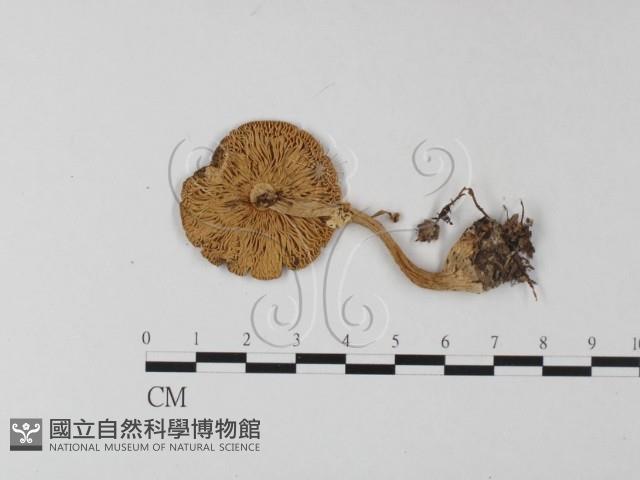 鵝膏屬藏品圖，第1張