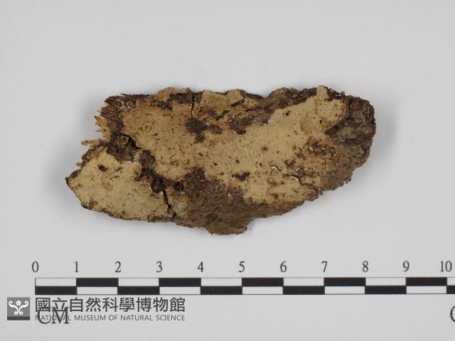 登錄號:F0004518藏品圖，第1張