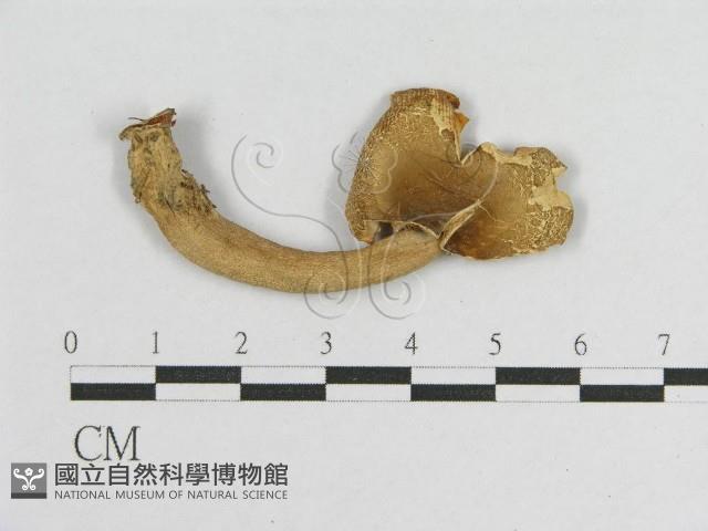 登錄號:F0005518藏品圖，第1張