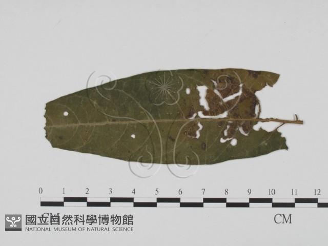 登錄號:F0019518藏品圖，第1張