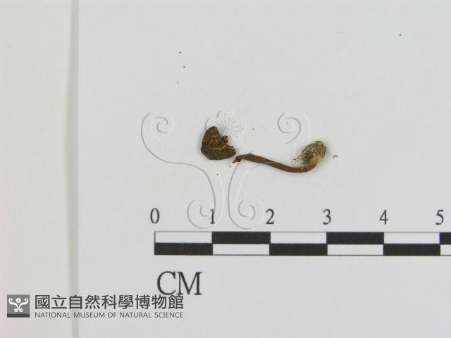 登錄號:F0010118藏品圖，第1張