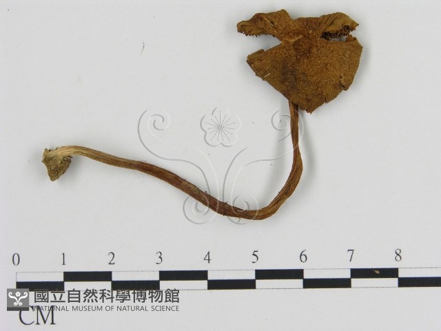 登錄號:F0016118藏品圖，第1張