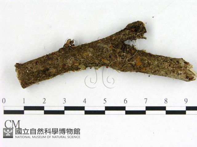 登錄號:F0001118藏品圖，第1張
