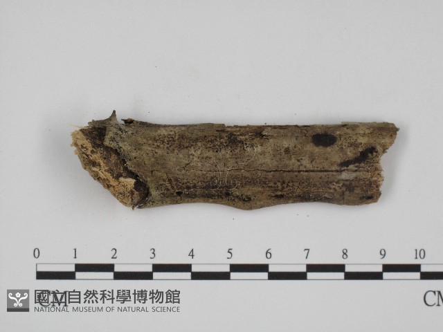 叉絲革菌屬藏品圖，第1張