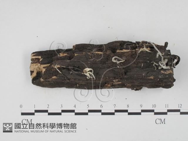 炭角菌屬藏品圖，第1張