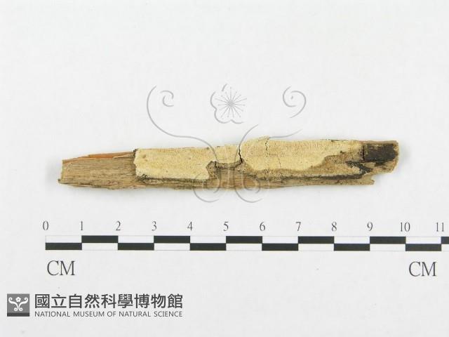 登錄號:F0007118藏品圖，第1張