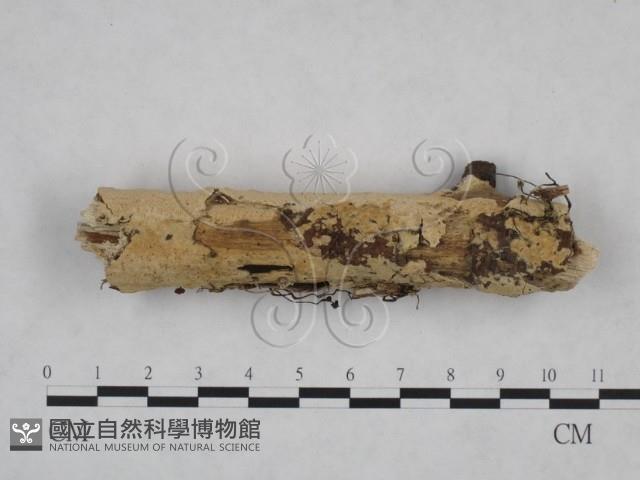 登錄號:F0025118藏品圖，第1張