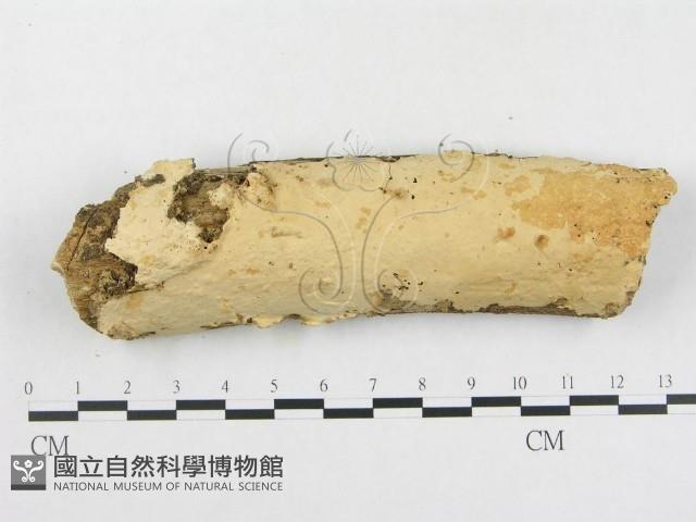 登錄號:F0005118藏品圖，第1張