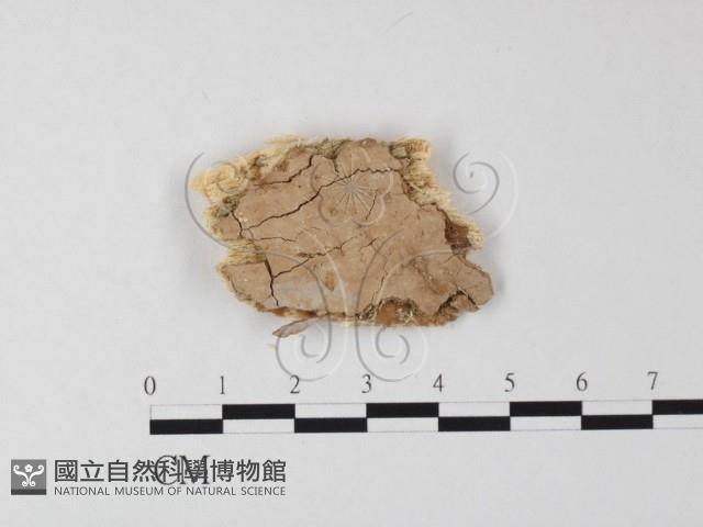登錄號:F0015118藏品圖，第1張