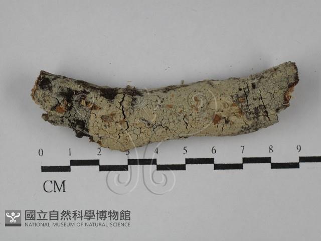 登錄號:F0029118藏品圖，第1張