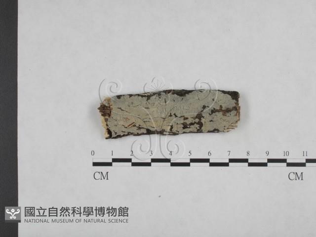 登錄號:F0009118藏品圖，第1張