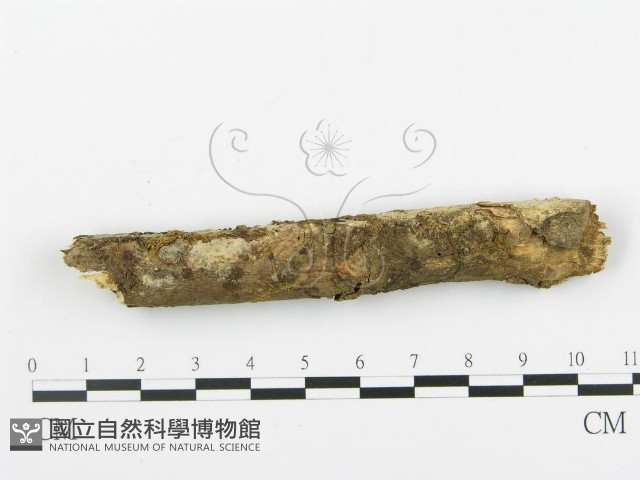 登錄號:F0003118藏品圖，第1張
