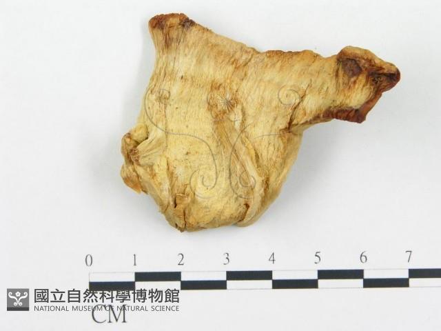 登錄號:F0008018藏品圖，第1張